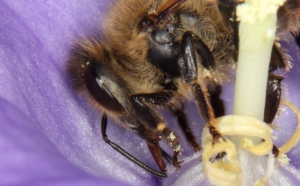 Honigbiene sammelt Nektar in der Blüte einer Glockenblume